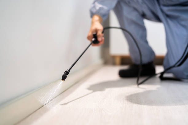 Licensed Wasp Control service in Tawas City, MI - Nex Pest Control